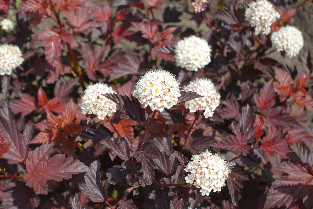 Maroon red leaved and white flowers of Physocarpus opulifolius in May