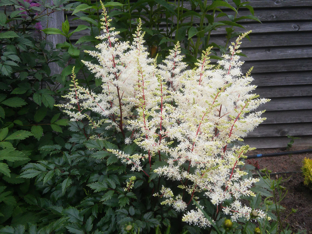 big beautiful white Astilbe Arendsii rock and roll shrub with other blooming plants near the gray wooden fence in the garden. Floral wallpaper