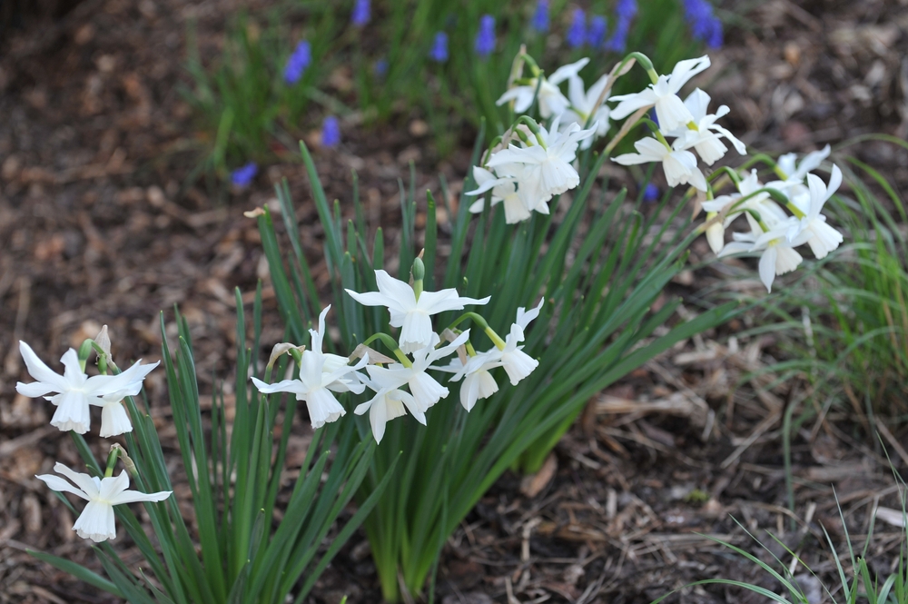 White Triandrus daffodils (Narcissus) Thalia bloom in a garden in April