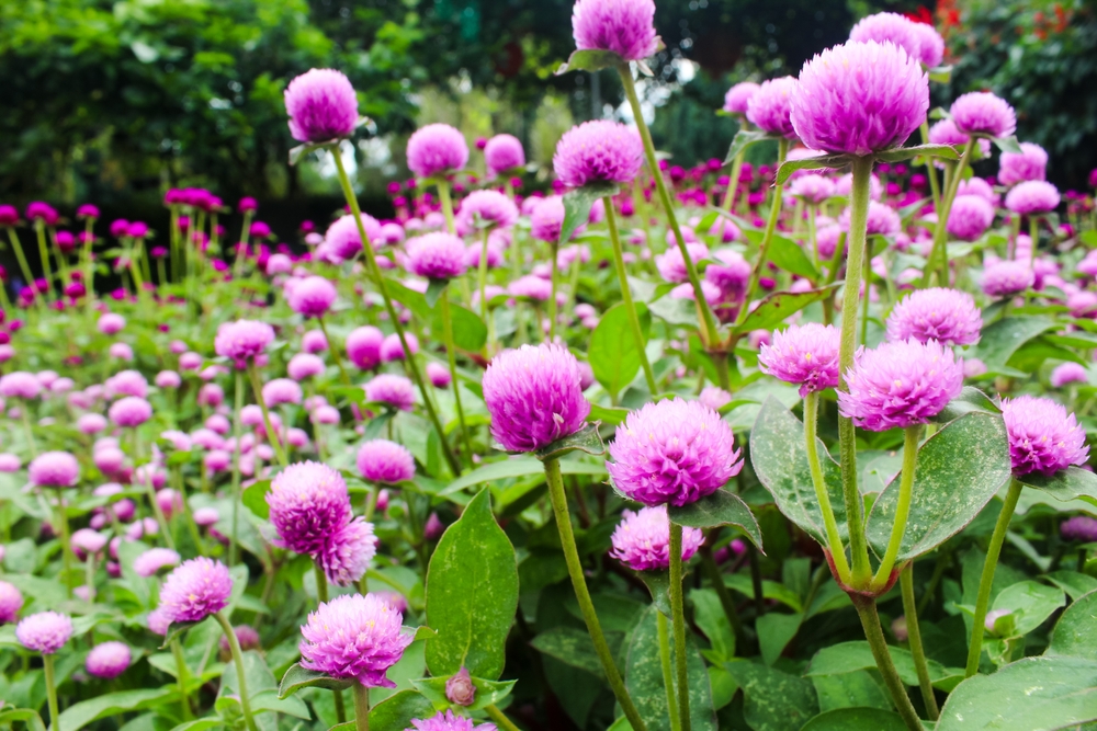 Gomphrena globosa, commonly known as globe amaranth, is an edible plant from the family Amaranthaceae.