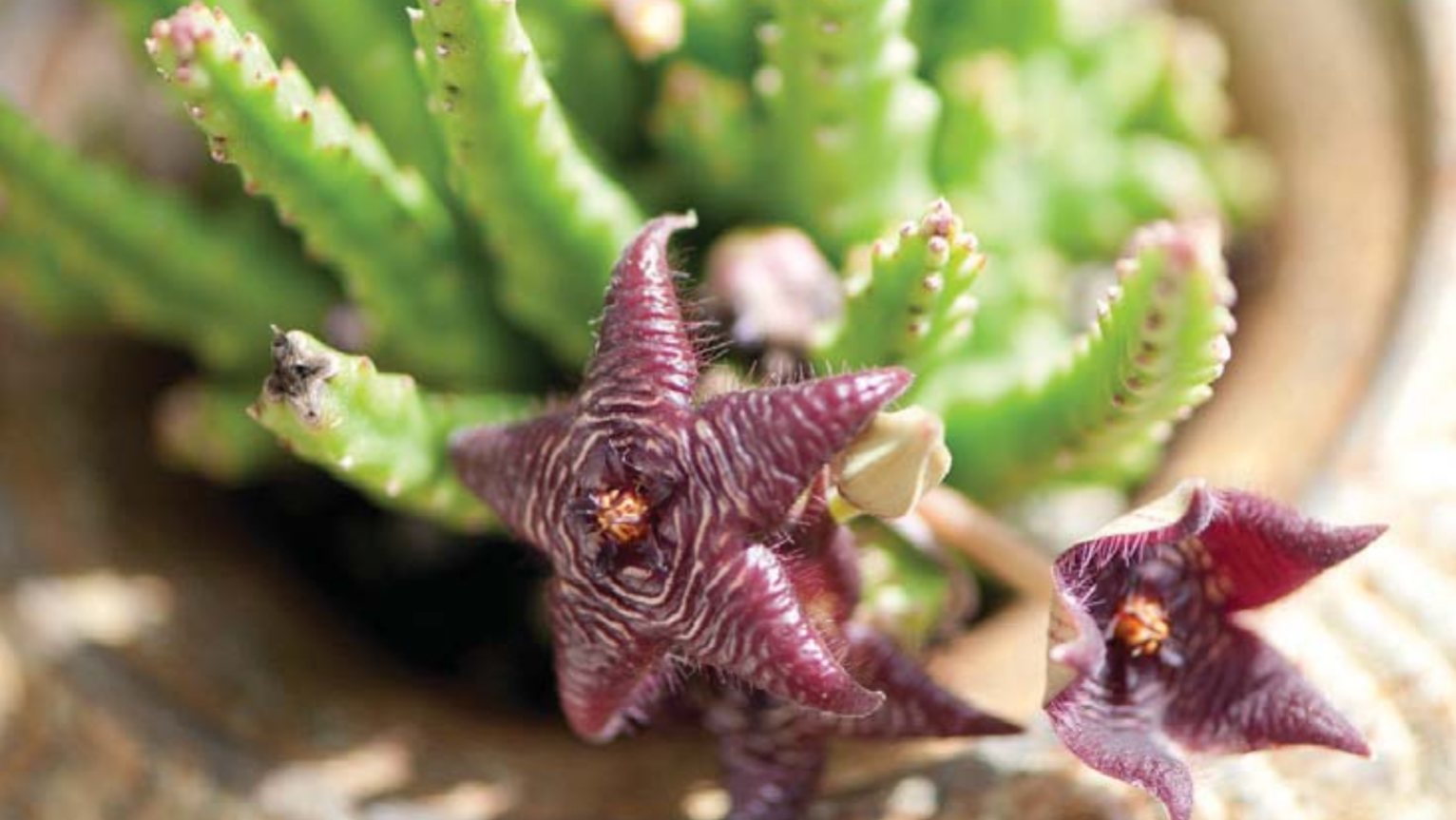 Starfish flowers (Stapelia scitula)