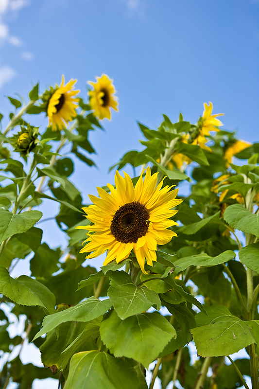 Sunflowers Planting History Gardening Varieties The Old Farmers Almanac