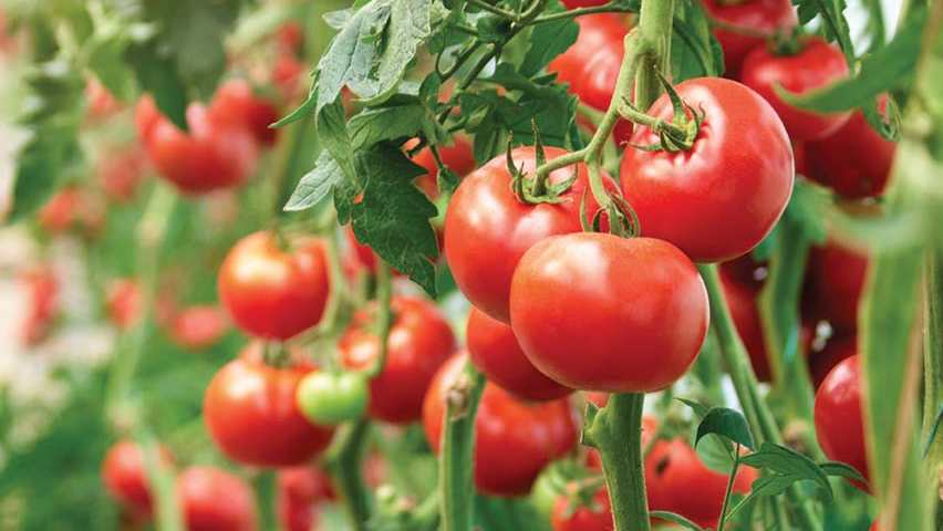 Scarlet Eggplant Plantcloseup Of Tomatoes Growing On Plant High-Res Stock  Photo - Getty Images