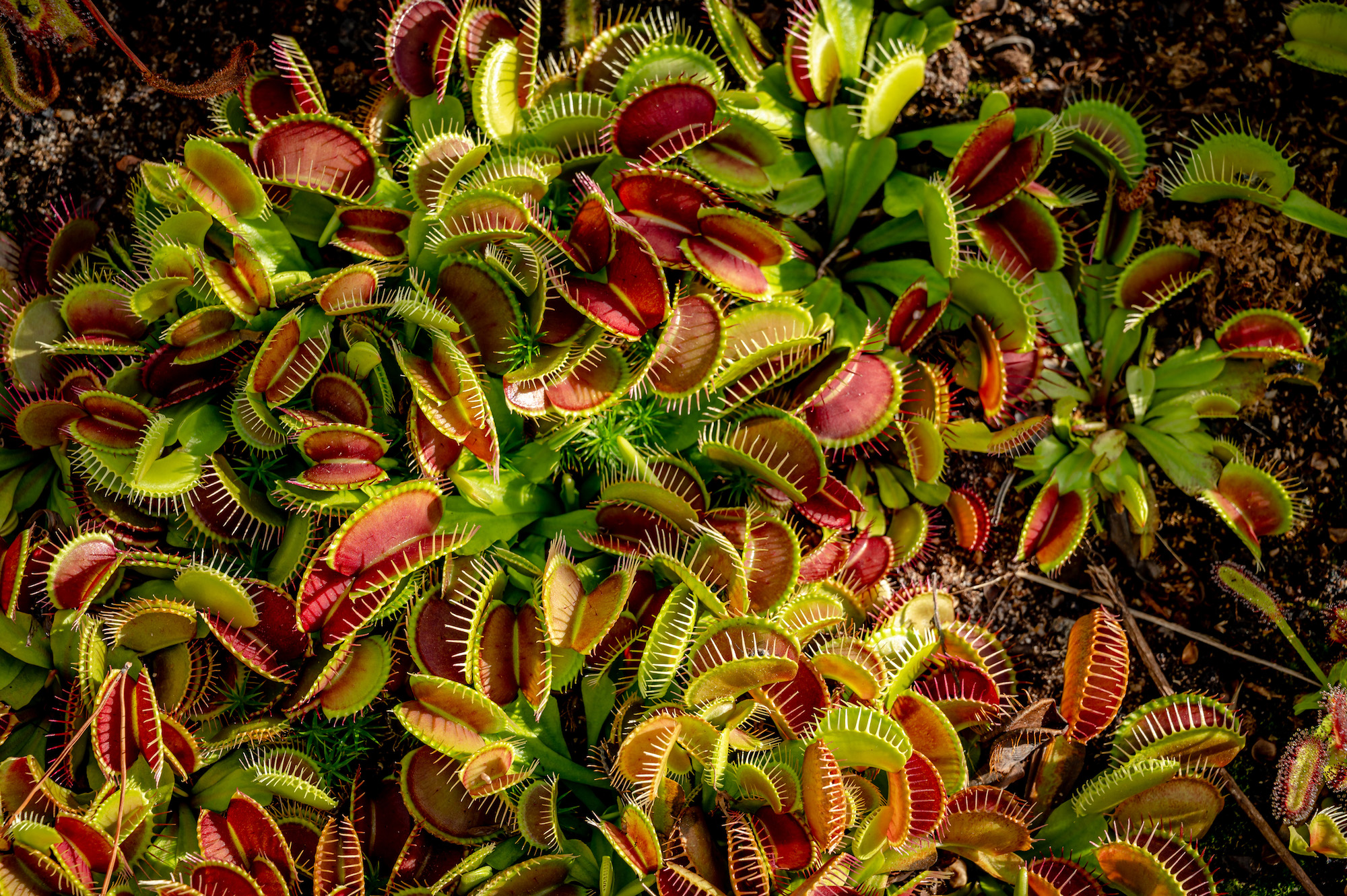 Venus Flytrap (Dionaea muscipula)