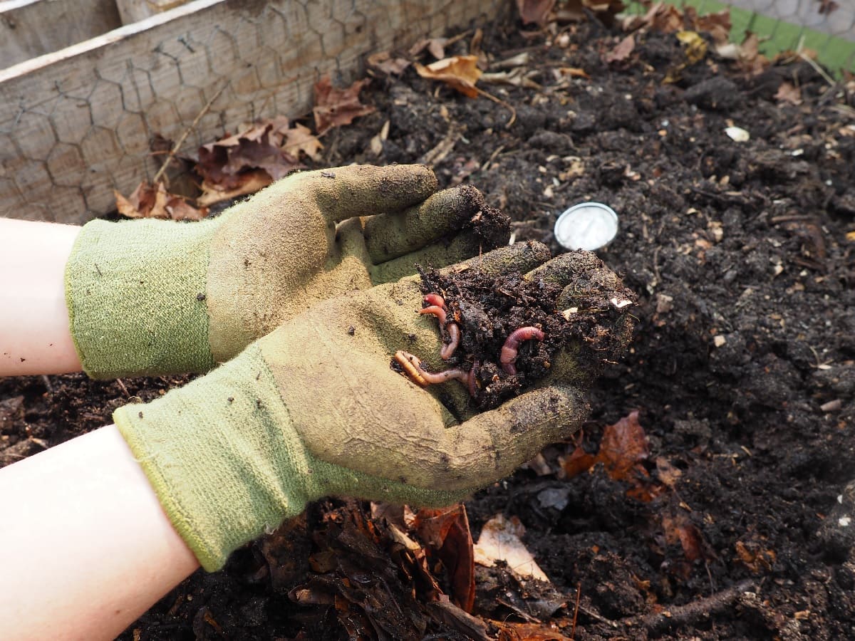 Gloved hands holding compost with worms in it.