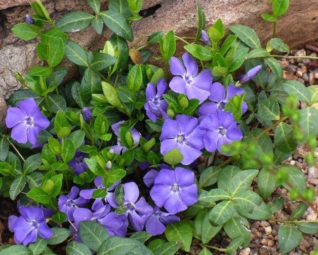 Vinca | Old Farmer's Almanac