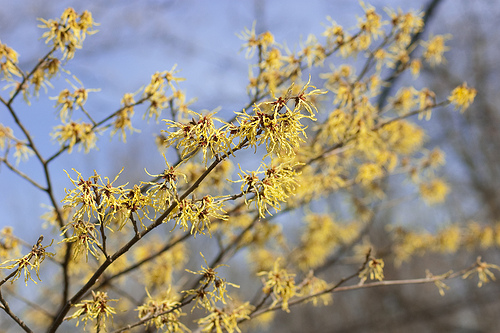 Witch Hazel: Natural Remedy and First Aid Plant | The Old Farmer's Almanac