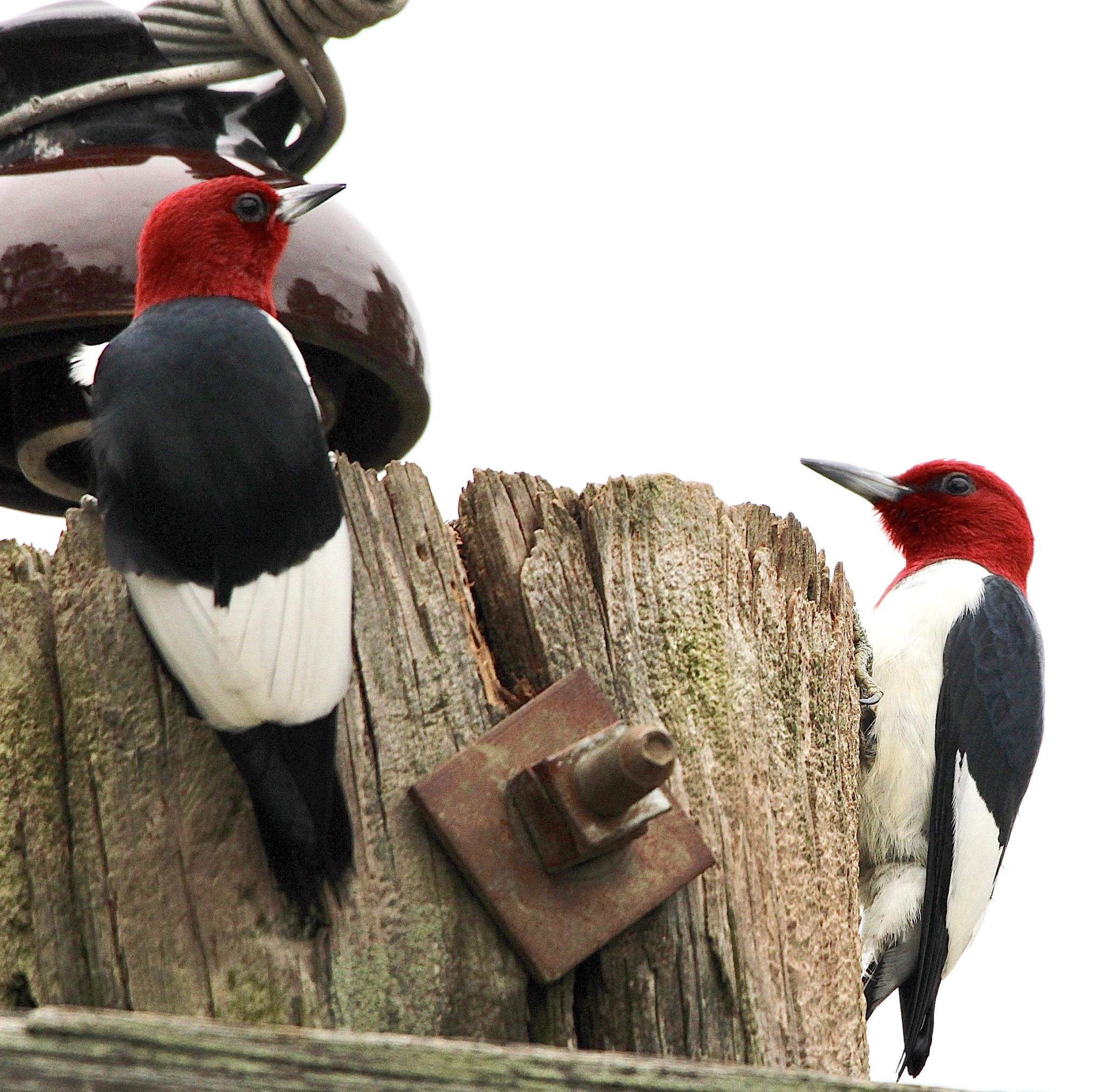 The Red-headed Woodpecker
