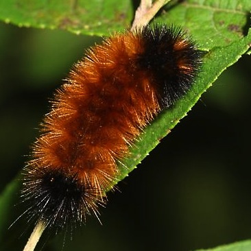 Woolly Bear | Old Farmer's Almanac