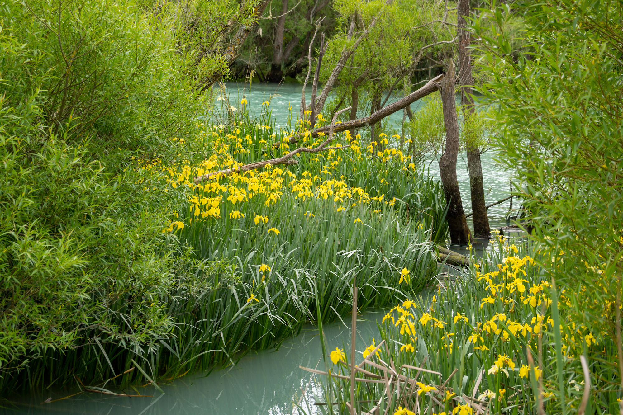 yellow flag iris along a stream