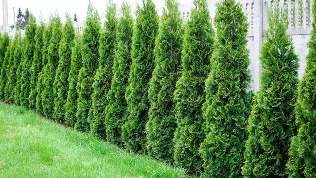 arborvitae landscape ideas