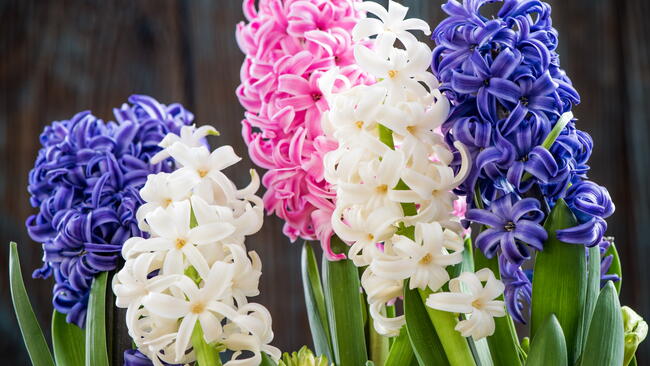 when do i plant my hyacinth bulbs