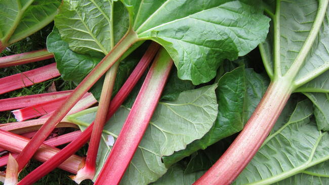 how do you grow rhubarb