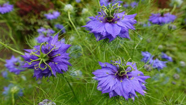 How to Grow Amaranths: The Compete Amaranth Flower Guide | Almanac.com