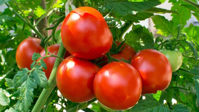 Growing Tomato Plants: Planting, Growing, and Harvesting Tomatoes