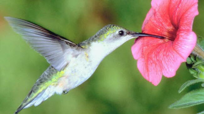 hummingbird nectar plants