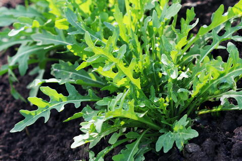 Image of Arugula fast growing vegetable