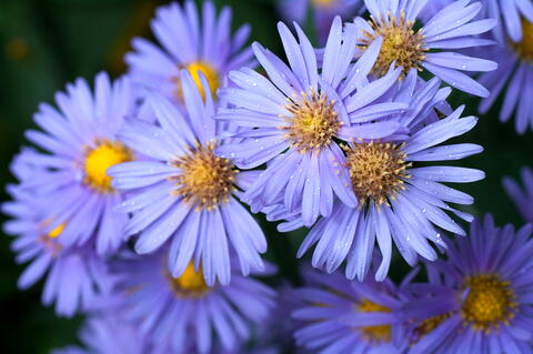 September Birth Flowers Aster and Morning Glory The Old