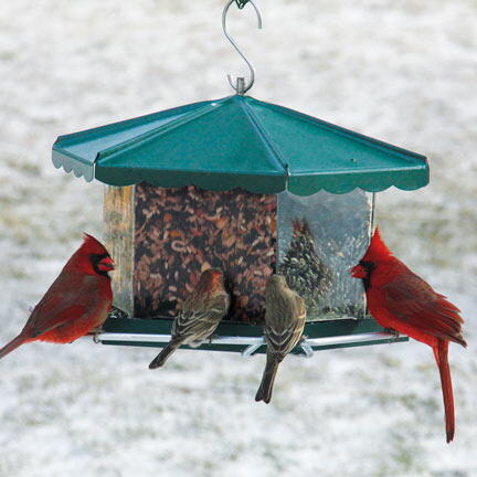 what bird feeder is best for cardinals