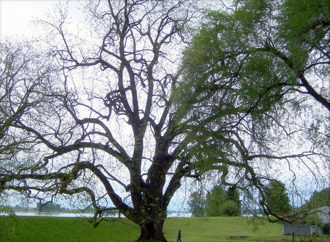 How Long Does It Take for a Tree To Grow? 45 Trees Ranked by How Fast