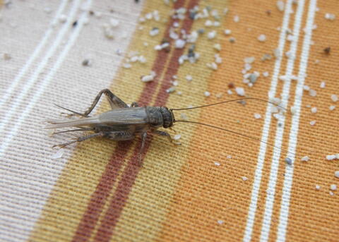 Cricket Facts and Keeping Crickets as Pets The Old Farmer s Almanac