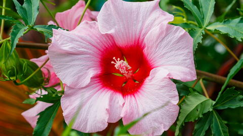 Types of hibiscus deals flower