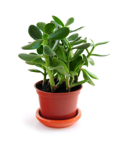 jade plant light