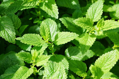 Mint: Planting, Growing, and Harvesting Mint Plants | The Old