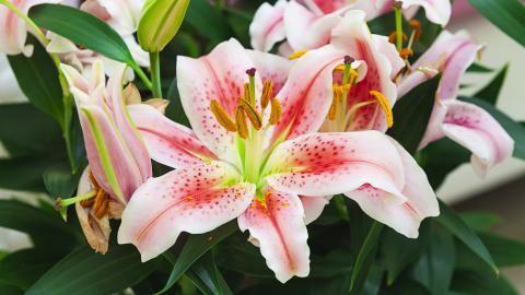 Lily madness… indoors and out in the garden! - Landscape Ontario