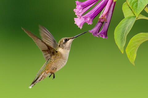 hummingbird nectar plants