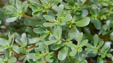 Purslane Health Benefits and Recipes What is Purslane The