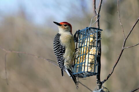 homemade woodpecker food