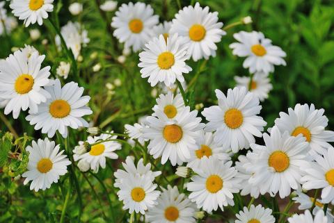 Image of Shasta Daisy perennial flower full sun
