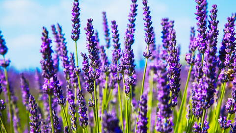 Lavender How to Plant Grow and Care for Lavender Flowers The