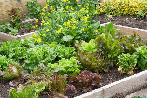 plan for small vegetable garden