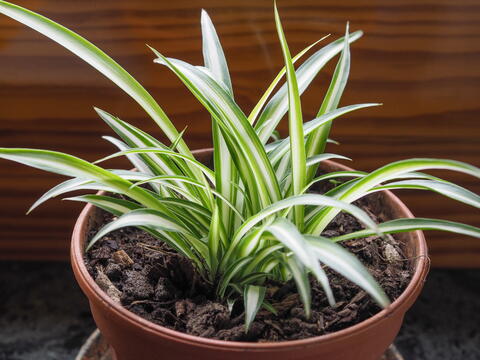 spider plants light