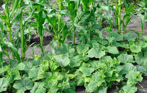 Image of Growing corn squash and beans together, image 5