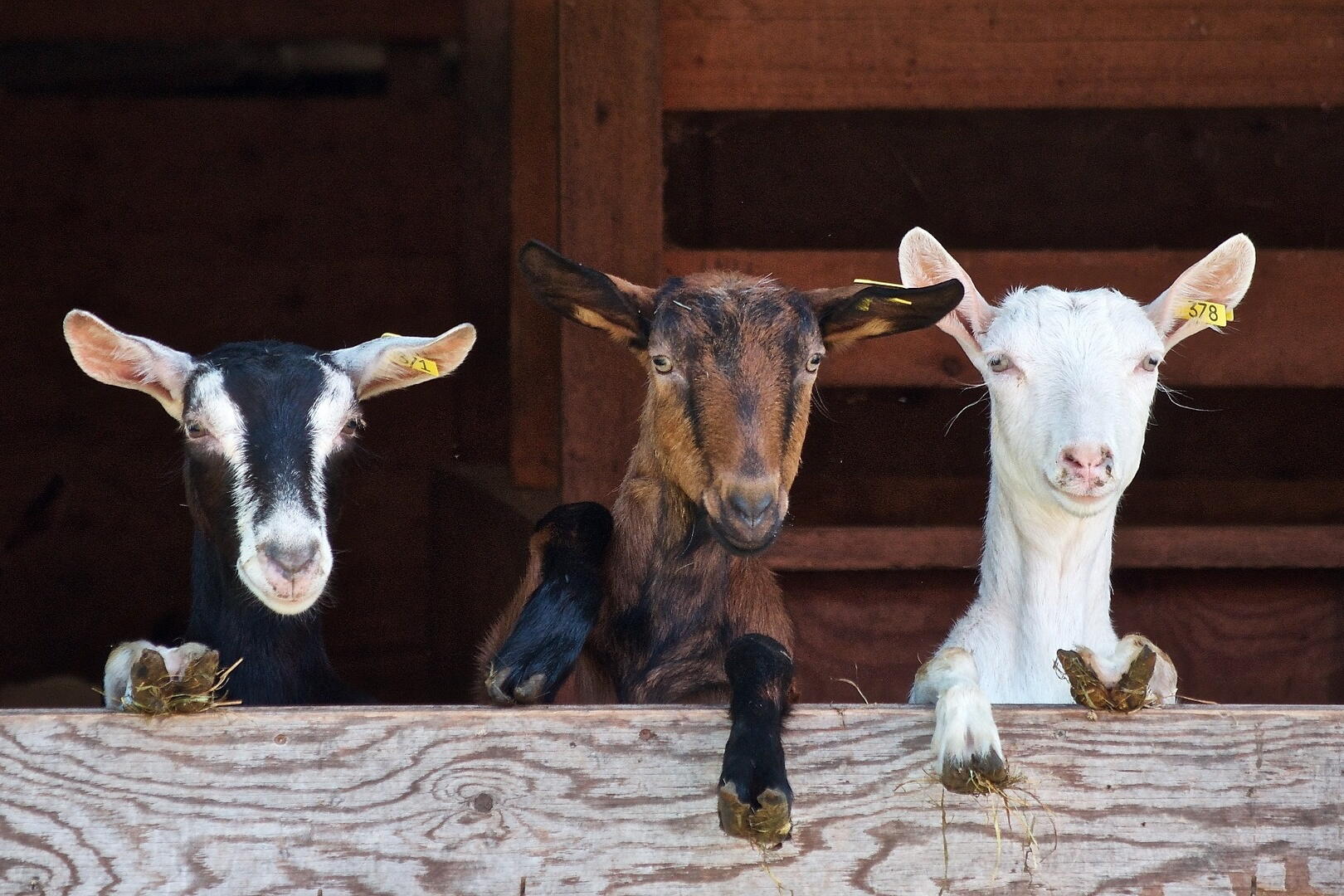 Pet Goat Facts Tips | The Old Farmer's Almanac