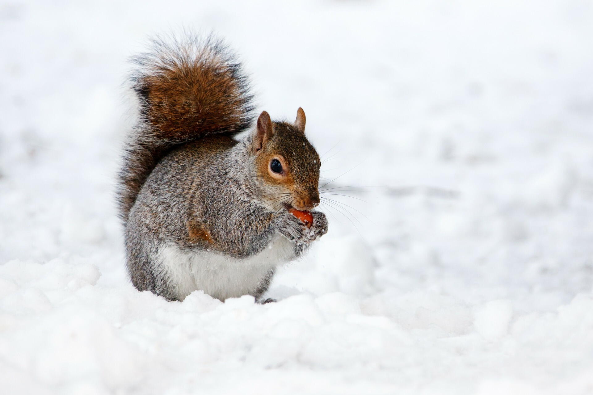 20 Winter Weather Folklore Sayings | Almanac.com