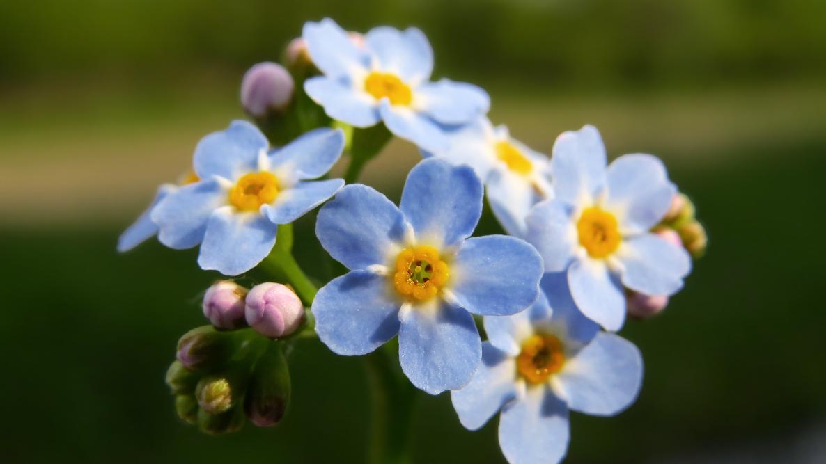 Forget-Me-Not: How to Plant and Grow Forget-Me-Not Flowers | The