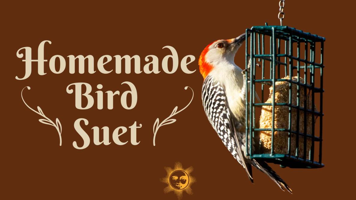 DIY Bird Feeders from Natural and Recycled Materials