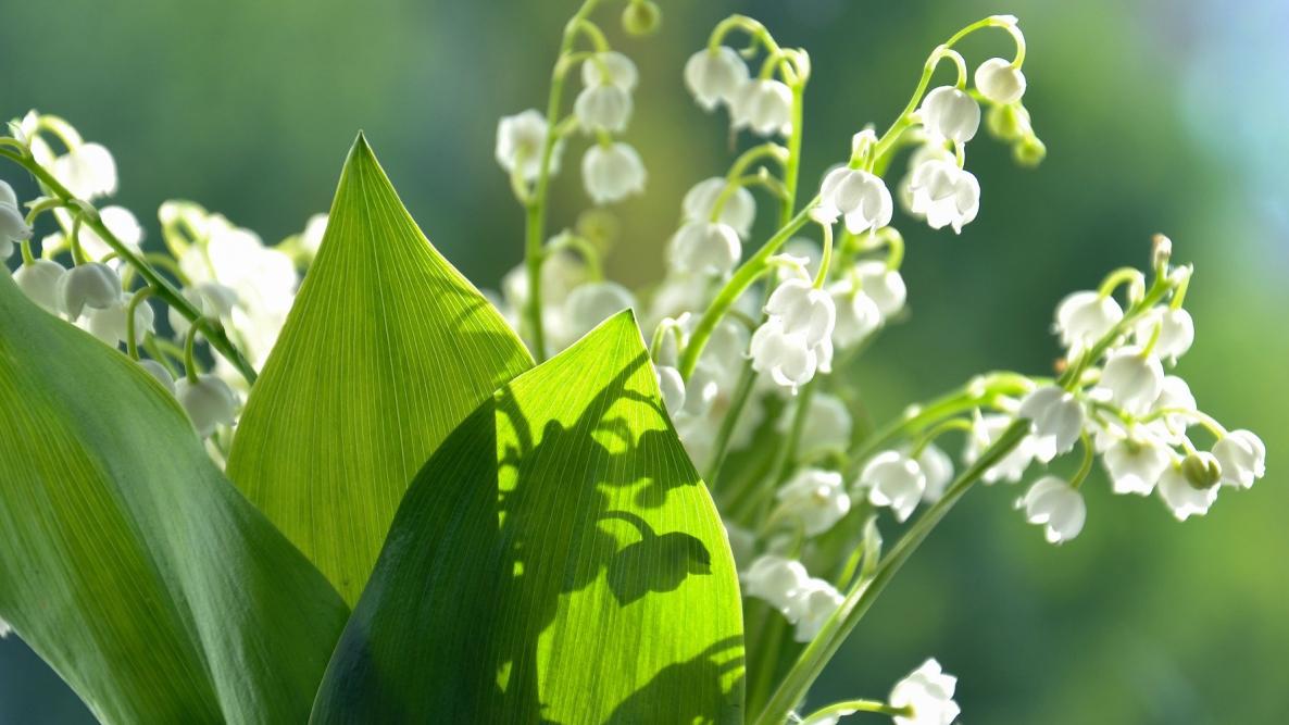 Lily of the Valley: How to Plant, Grow, and Care for Lily of the