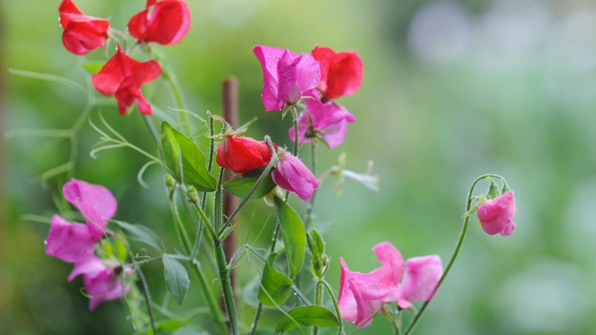 Sweet Peas: How to Plant, Grow, and Care for Sweet Pea Flowers