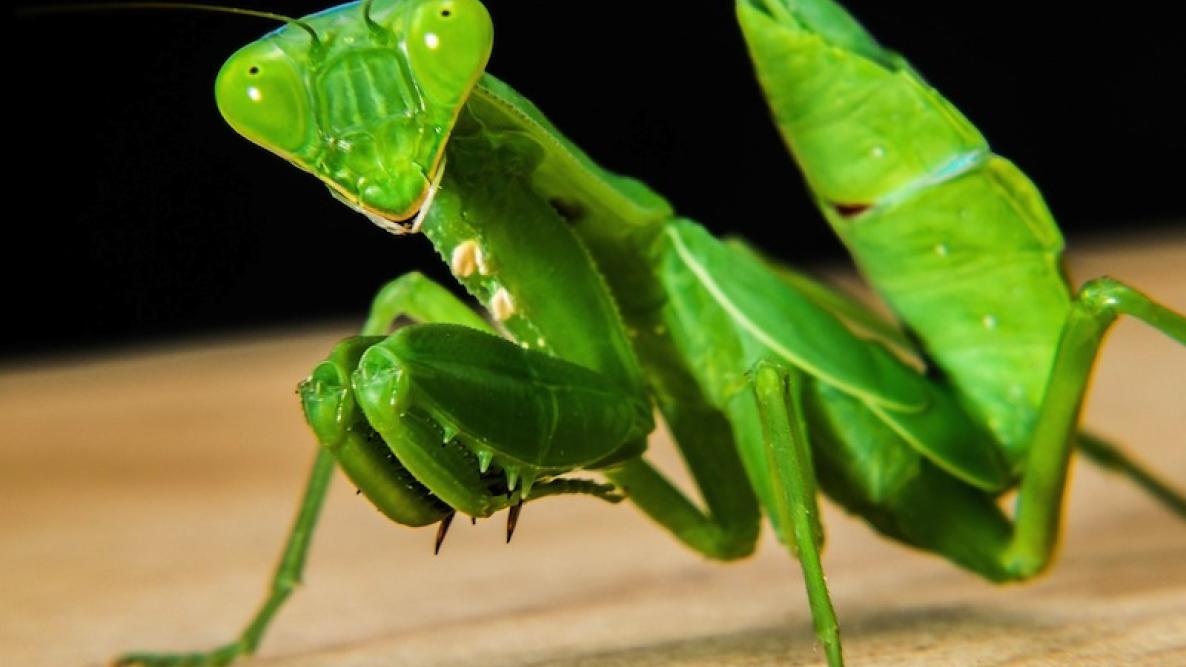How the praying mantises make their amazing leaps