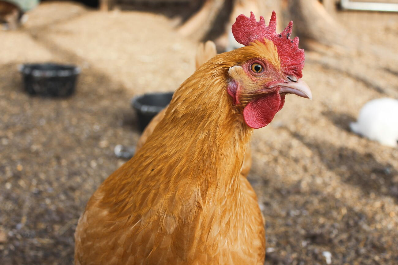 Everything You Need to Know to Care for Your Own Flock of Chickens