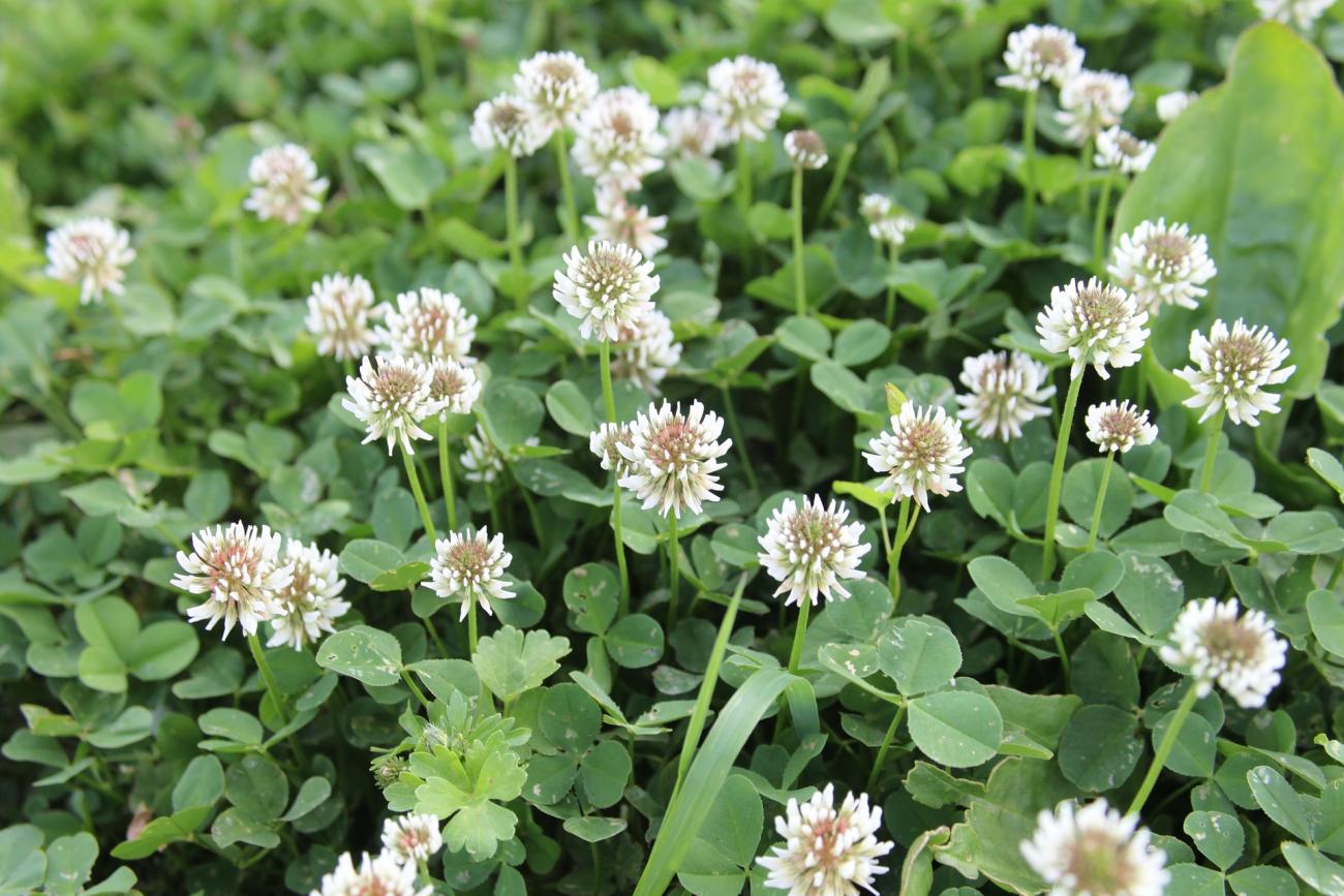 are clovers poisonous to dogs