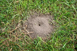 ant hills