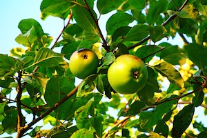 apples on branch