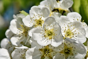 apple blossoms