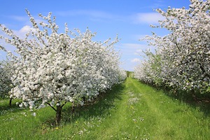 apple blossoms